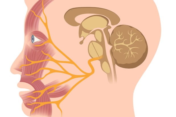 The Facial Nerve